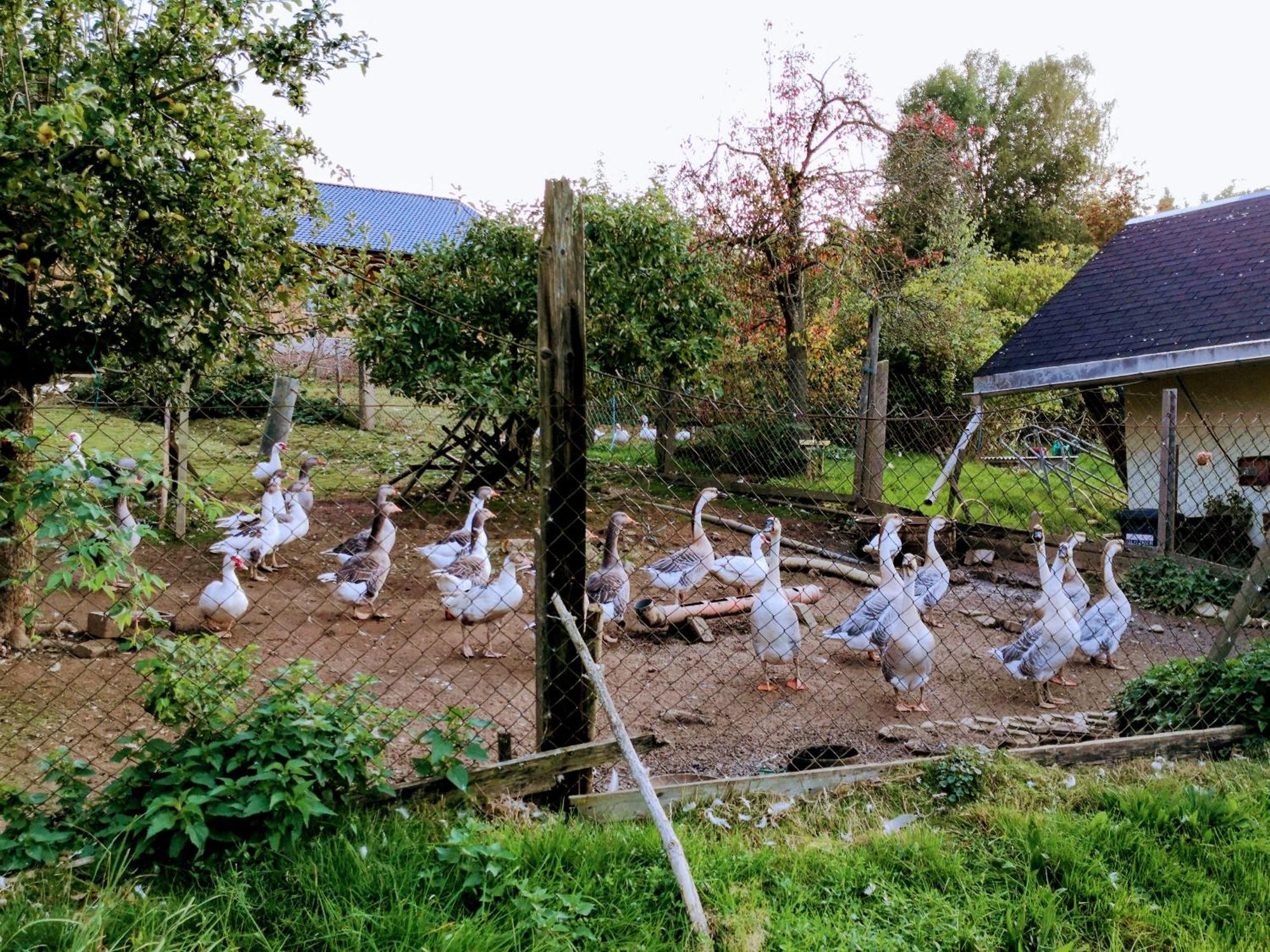 Ferienwohnungen 1 Bis 4 "Pumphut'S Scheune" Lengenfeld  Exterior photo